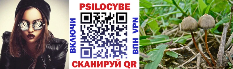 Купить закладки Правдинск Галлюциногенные грибы Psilocybine cubensis